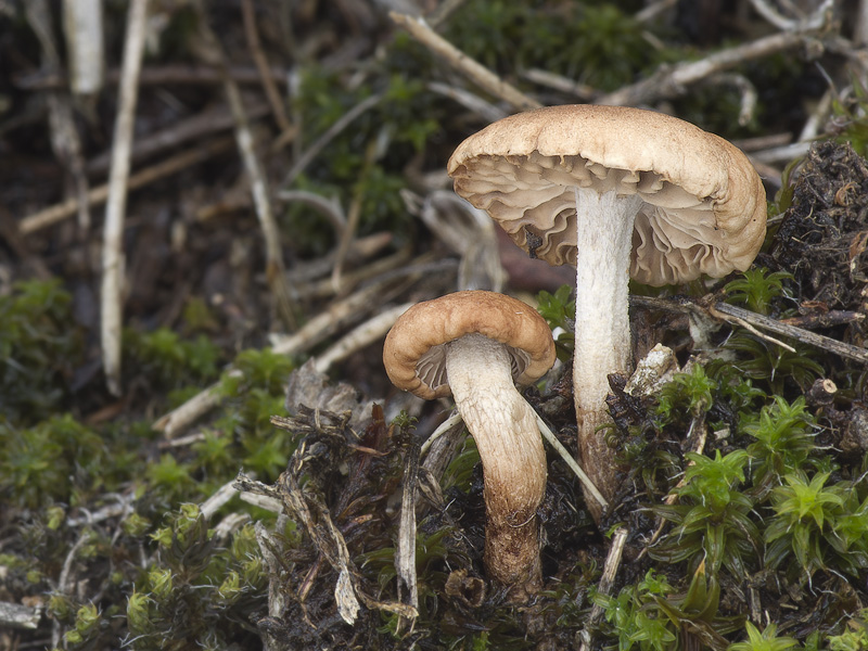 Marasmiellus carneopallidus